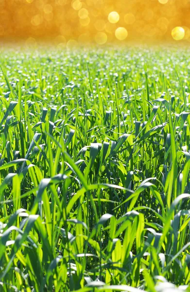 พื้นหลังหญ้าสูงที่มีแสงแวววาว — ภาพถ่ายสต็อก