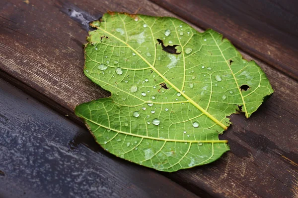 Texture of droplets on green leaf — Stock Photo, Image