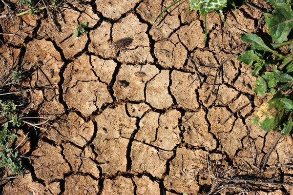 乾燥した土地やひびの入ったグラウンド背景 — ストック写真