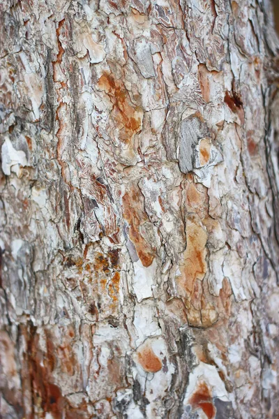 Rough cracked textured oak bark background closeup — Stock Photo, Image