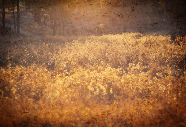Raios de sol dourados no prado em estilo grunge e retro — Fotografia de Stock