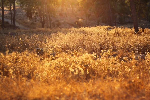 Золотые лучи солнца на лугу в гранж и ретро стиле — стоковое фото