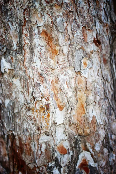 粗糙的裂纹纹理橡木树皮背景特写 — 图库照片