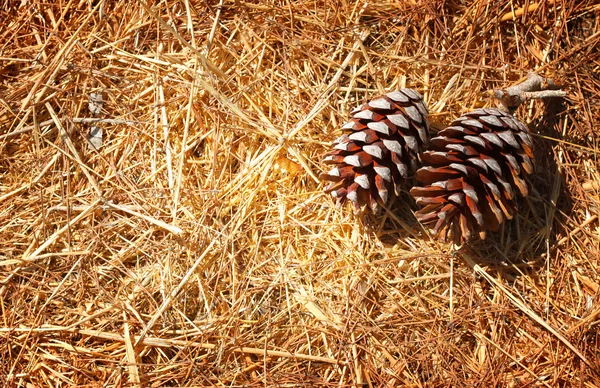 Dois cones de pinheiro no chão — Fotografia de Stock