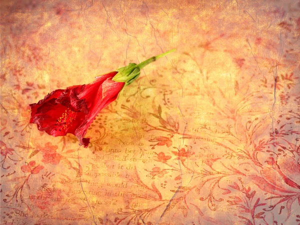 Red flower on grunge background — Stock Photo, Image