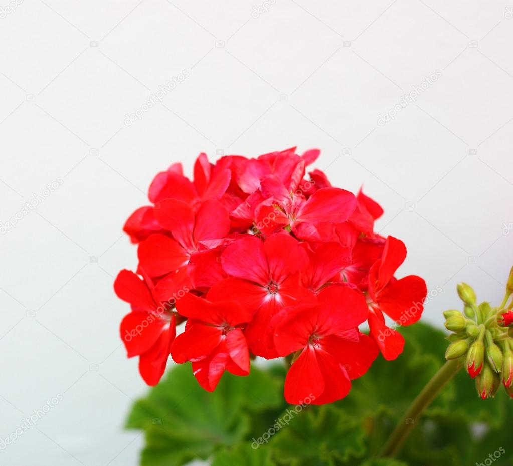 Red garden geranium flowers , close up shot