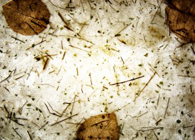 şeffaf yaprak doku arka plan