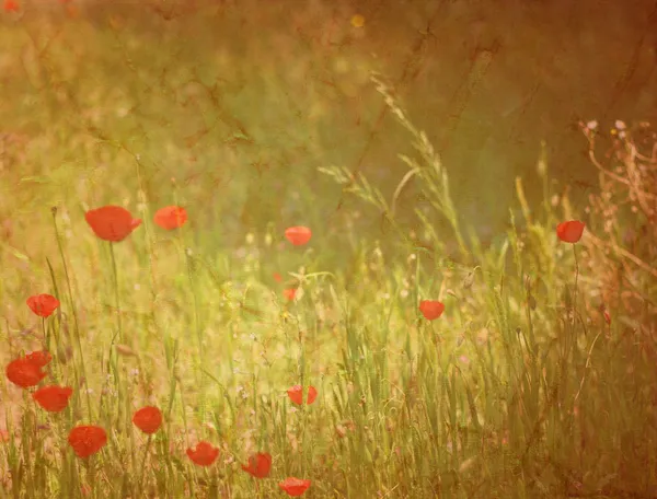 Фон гранжа поля цветов — стоковое фото