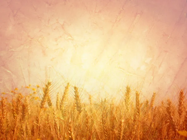 小麦のフィールド。ビンテージ写真のスタイル — ストック写真