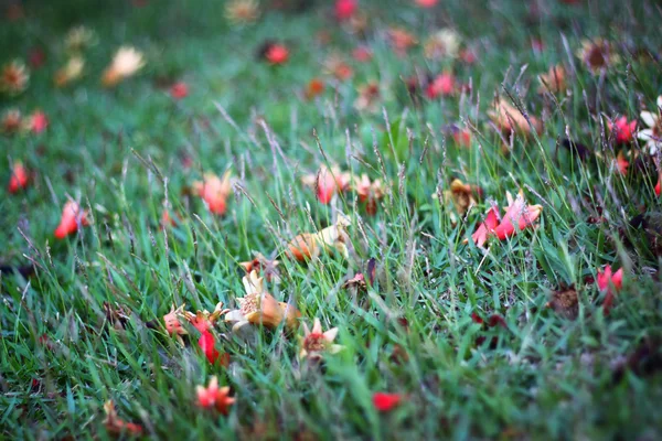 Gräs och blommor — Stockfoto