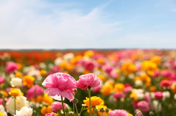 Field of flowers — Stock Photo, Image
