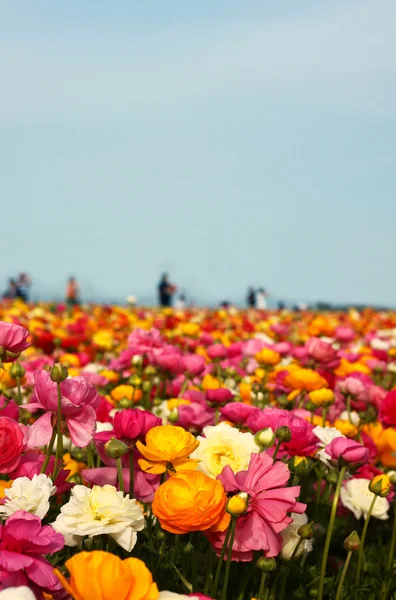 Field of flowers — Stock Photo, Image