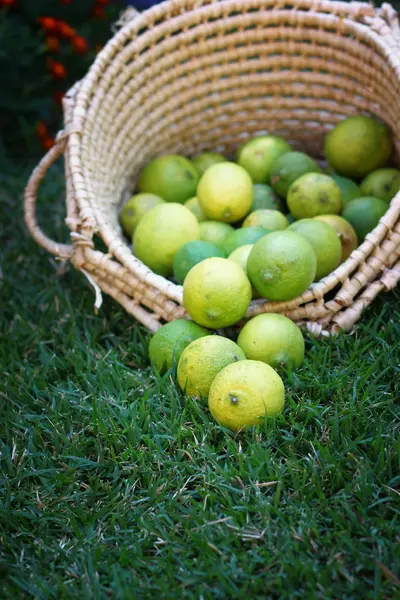 Limones en canasta sobre hierba —  Fotos de Stock