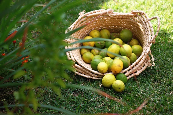 Lemons in basket on grass — Stock Photo, Image