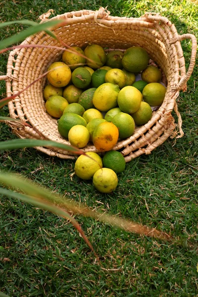 Limoni in cesto su erba — Foto Stock