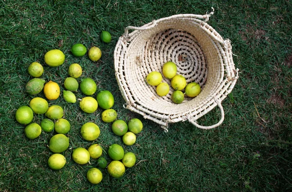 Panier en osier et citrons — Photo