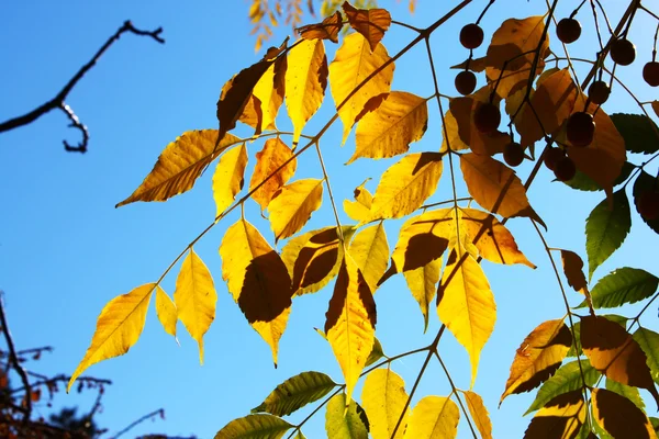 Gele bladeren aginst blauwe hemel — Stockfoto
