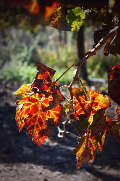 Feuilles d'automne — Photo