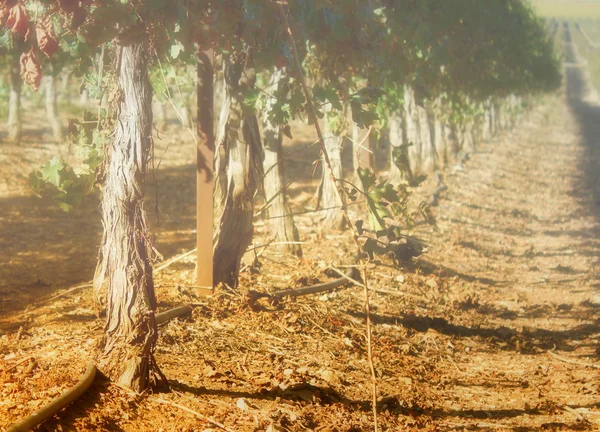 Paesaggio della vigna — Foto Stock