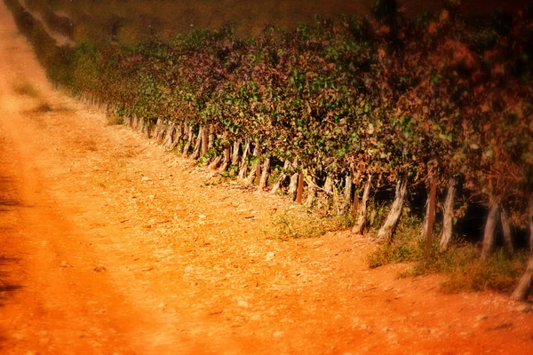 Виноградный пейзаж — стоковое фото