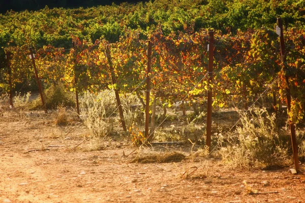 Paesaggio della vigna — Foto Stock