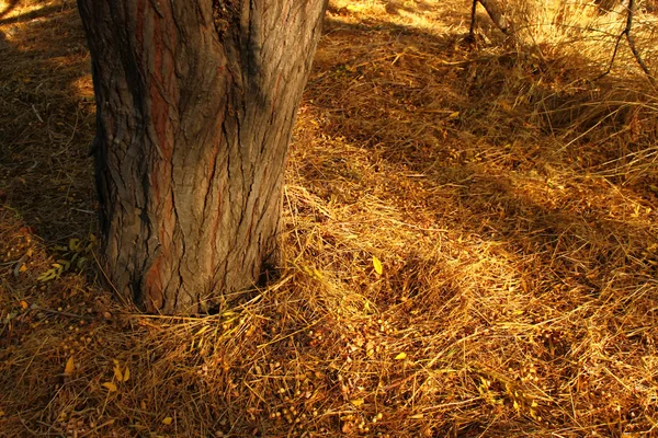 Piso florestal no outono — Fotografia de Stock