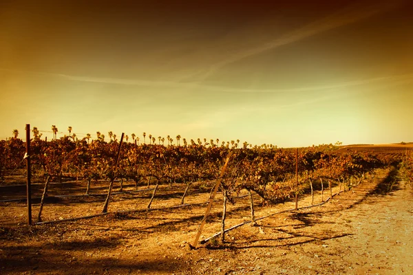 Paisagem vinícola — Fotografia de Stock