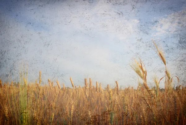 Field of wheat, vintage photo style — Stock Photo, Image