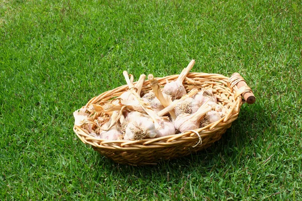 Garlic in a wicker basket — Stock Photo, Image