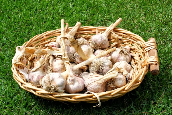 Nahaufnahme von Knoblauch im Korb — Stockfoto