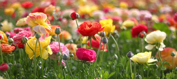 Fält av blommor — Stockfoto