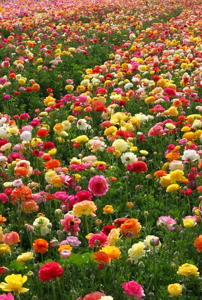 Fält av blommor — Stockfoto