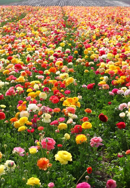 Pola kwiatów — Zdjęcie stockowe