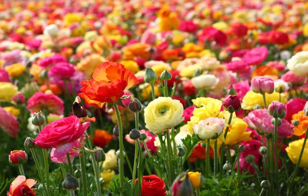 Blommor i fältet — Stockfoto