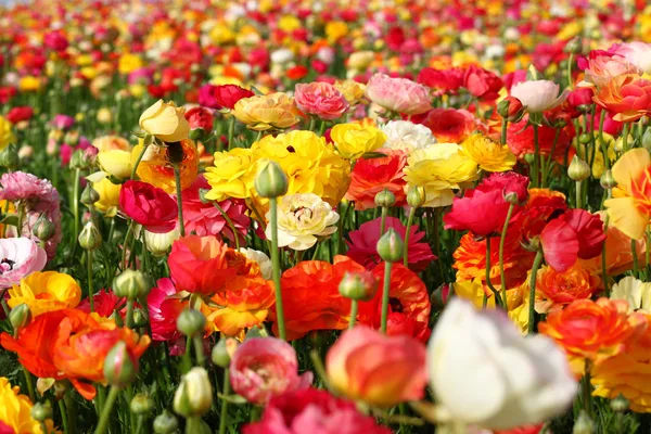 Flowers in field — Stock Photo, Image