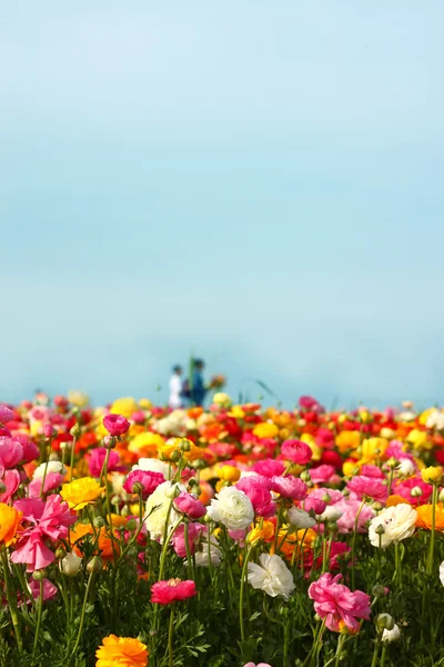 Campo di fiori — Foto Stock