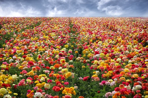 Beautiful spring flowers — Stock Photo, Image