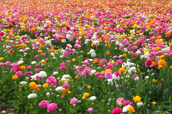 Field of flowers — Stock Photo, Image