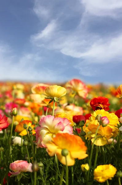 Kwiaty na fielach przeciwko błękitnemu niebu — Zdjęcie stockowe