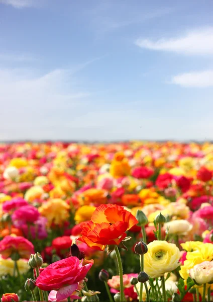 Blommor fält — Stockfoto
