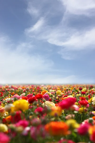 Pole kwiatów i błękitne niebo — Zdjęcie stockowe