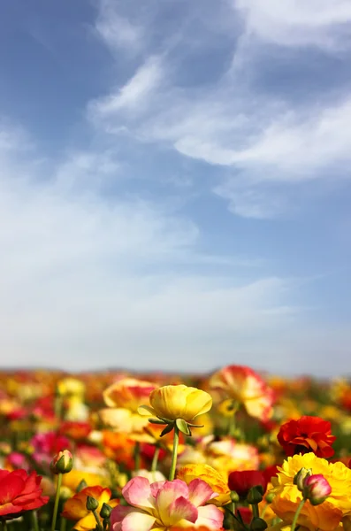 Kwiaty w dziedzinie przeciw błękitne niebo — Zdjęcie stockowe