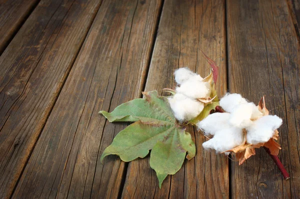 Cotton flowers Royalty Free Stock Images
