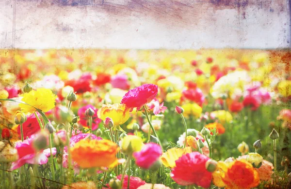 Open view of flowers field with textured vintage effect. — Stock Photo, Image