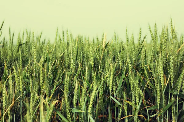 FIeld ของข้าวสาลี — ภาพถ่ายสต็อก