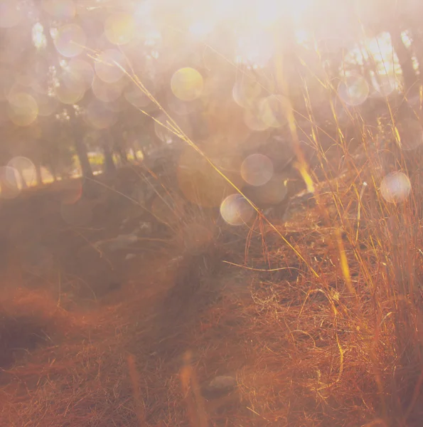 Wald bei Sonnenuntergang — Stockfoto