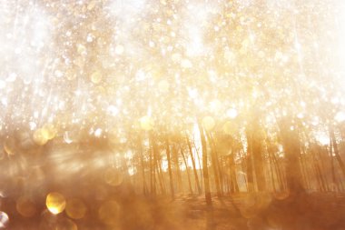 soyut fotoğraf ışık ağaçlar ve glitter bokeh ışıkları arasında seri. görüntü filtre ve dokulu. görüntü bulanık.