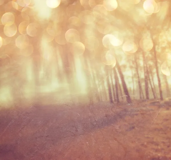 Blurred abstract photo of light burst among trees and glitter bokeh lights. filtered image and textured. — Stock Photo, Image