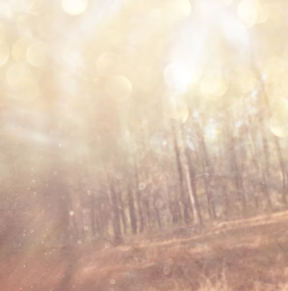 木々 とキラキラ ボケ ライト光バーストの抽象的な写真. — ストック写真