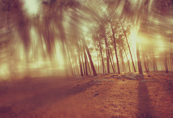 Blurred abstract photo of light burst among trees